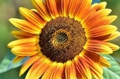 The summer of hope, Sunflower...